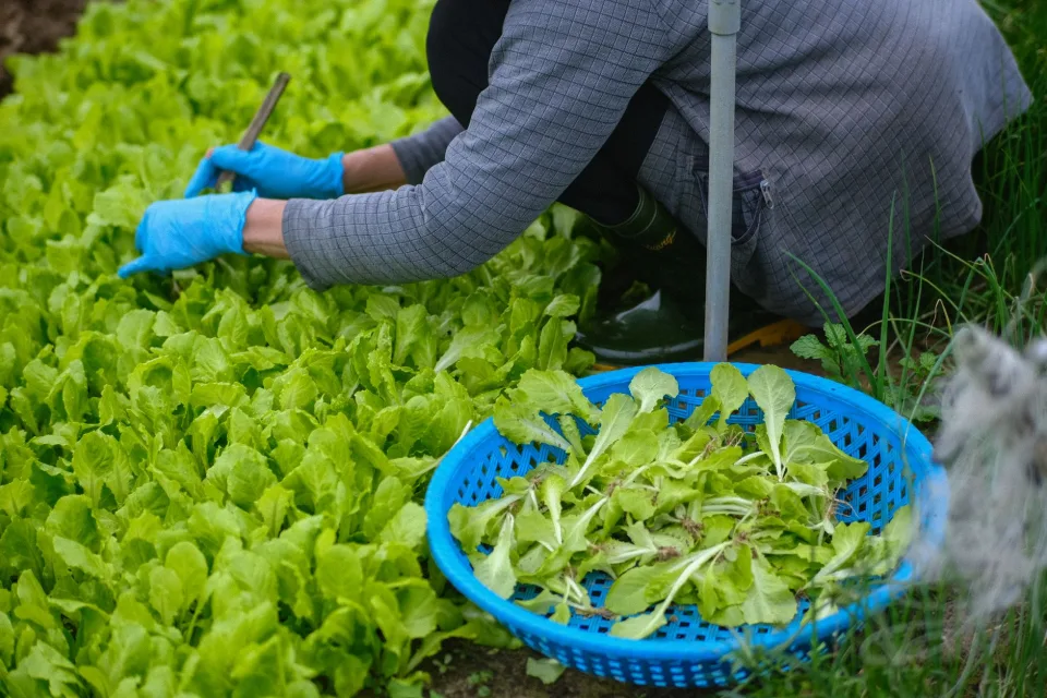 Tươi từ vườn đến bếp nhà bạn
