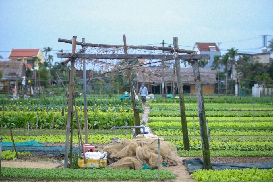 Tươi từ vườn đến bếp nhà bạn